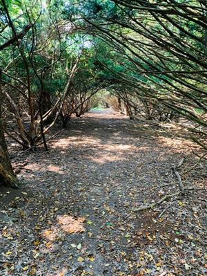 The Tunnel of Trees at Tamanend Park.